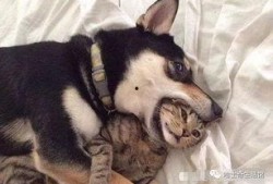 西安狗狗爆料事件最新消息,真相大白，背后原因令人震惊